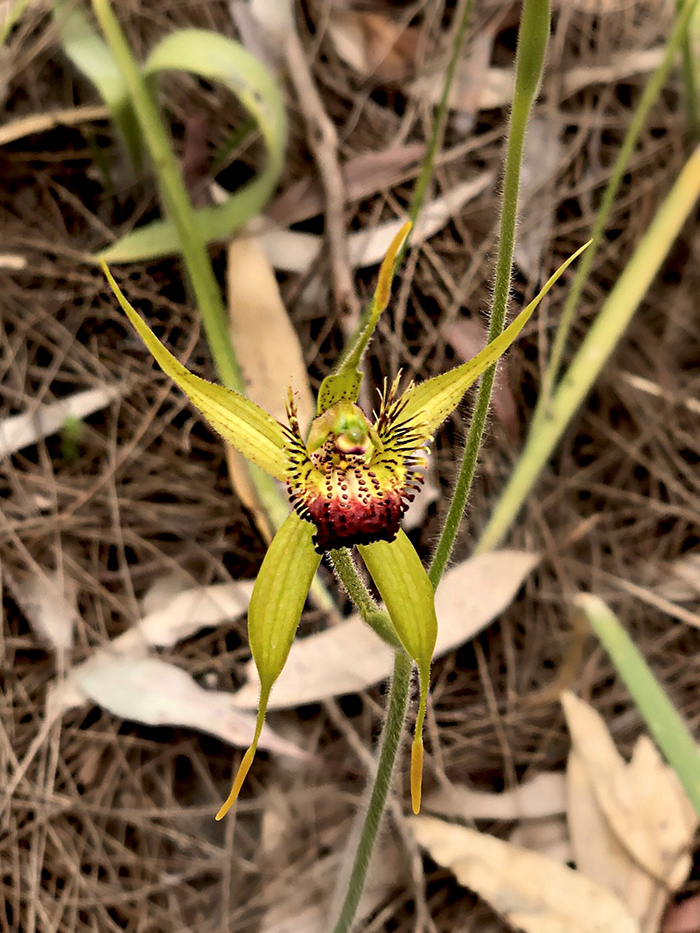 Native orchid