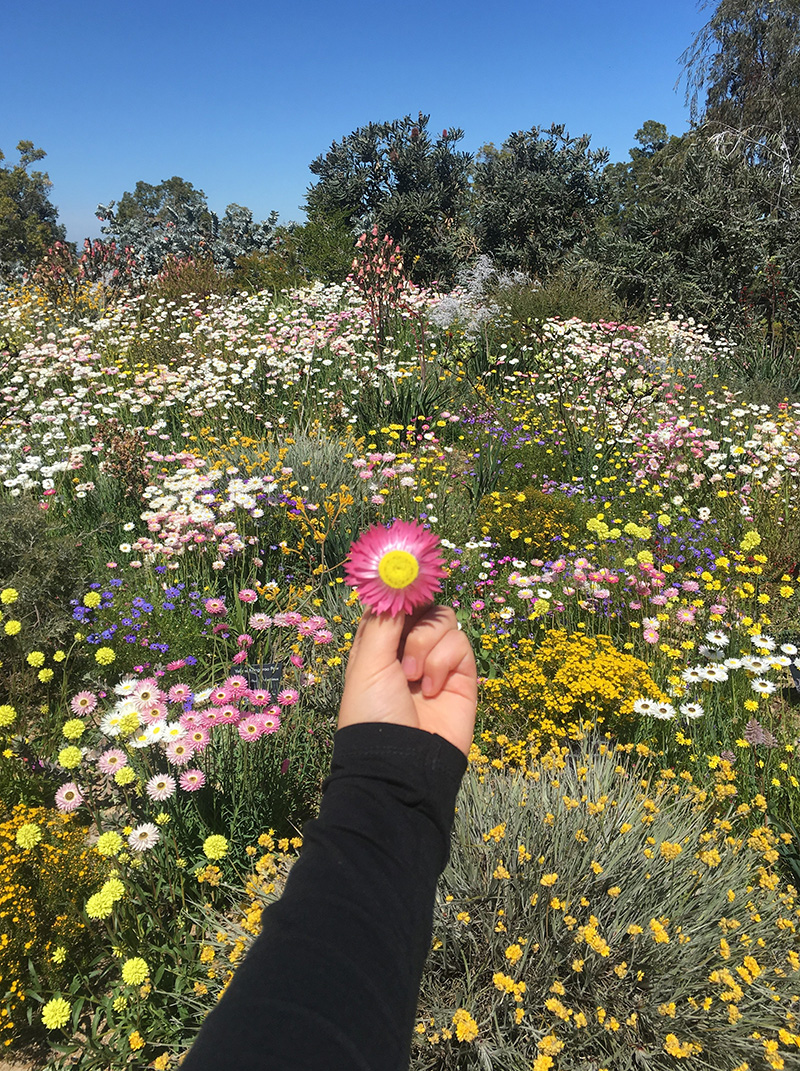 Wild flowers