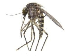 Aedes vigilax